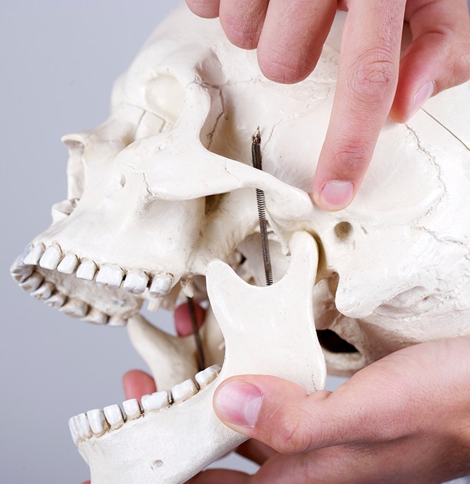 Model of jaw and skullbone used for T M J diagnosis and treatment planning